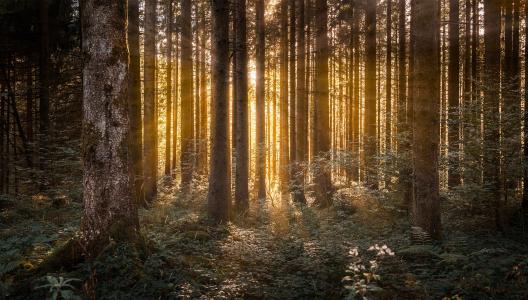 Diep in het bos