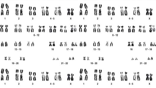 Daders opsporen via hun Y-chromosoom