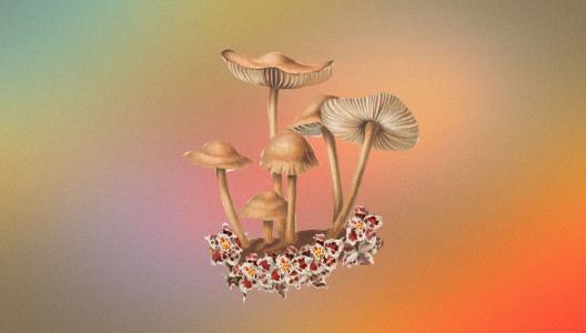 Speuren naar paddenstoelen in het Zoniënwoud