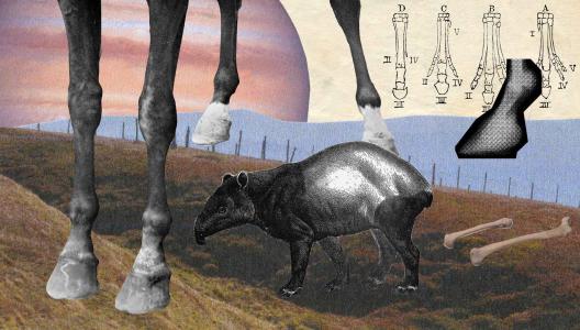 Evolutie van de paardenvoet