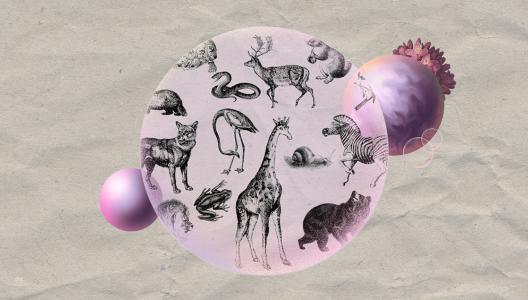 Taxonomische wanorde