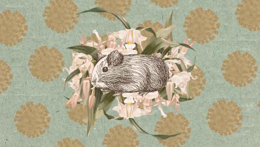 Hamsters in de strijd tegen het coronavirus